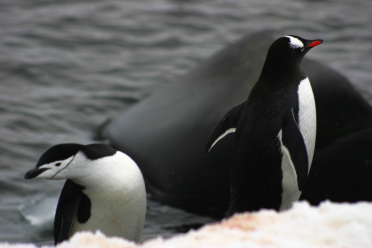 Manchot Jugulaire Chinstrap Manchot Papou Gentoo Photo Image Animals Wildlife Birds Images At Photo Community