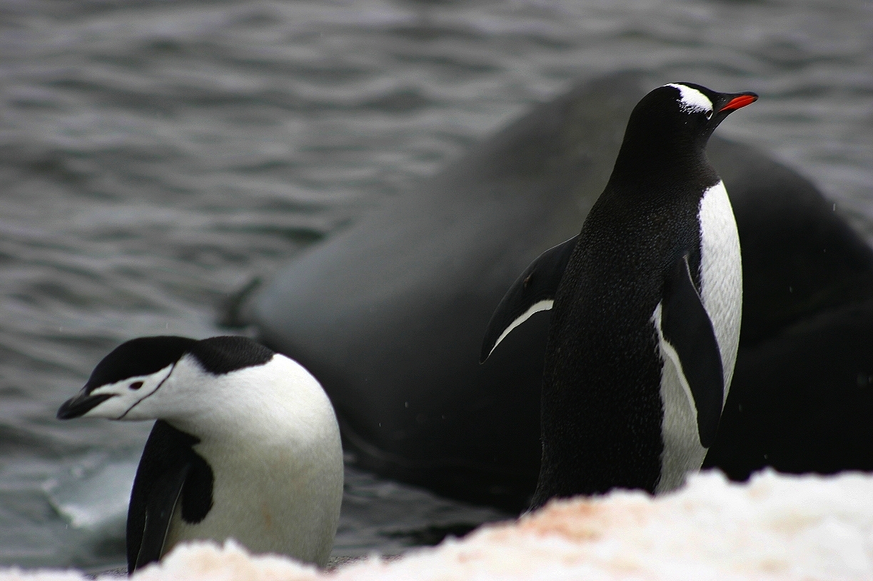 Manchot jugulaire,Chinstrap & Manchot papou,Gentoo.