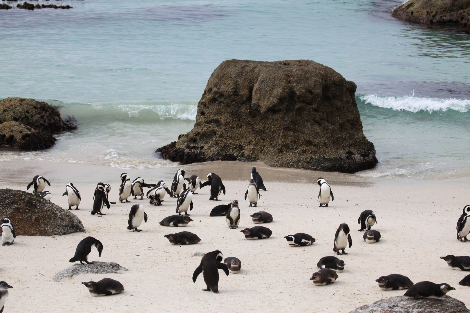 Manchots du Cap