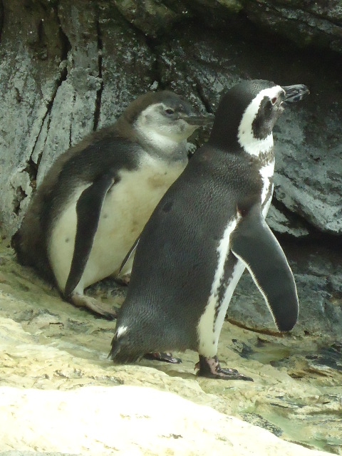 Manchots du Cap