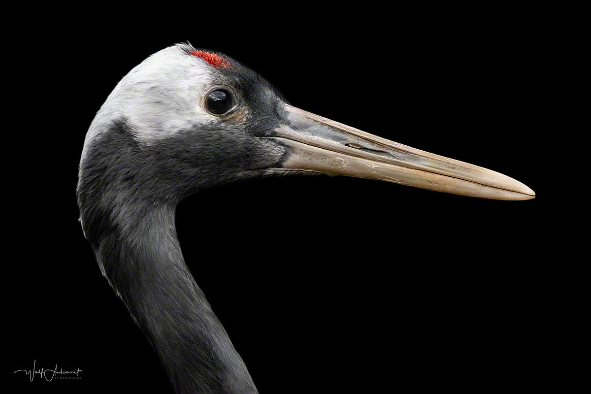 manchurian crane