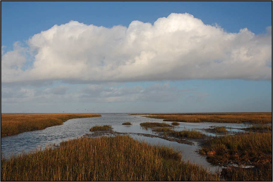 Mandø | tidal marshes |