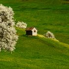 Mandach, Häusle im Grünen