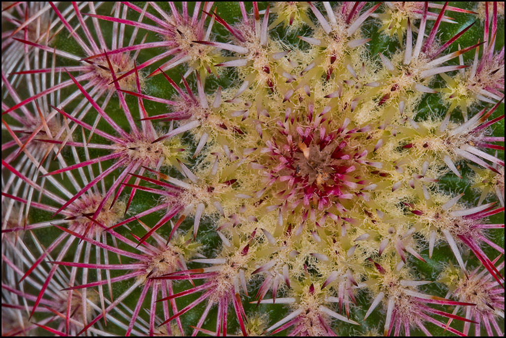 Mandala der Natur