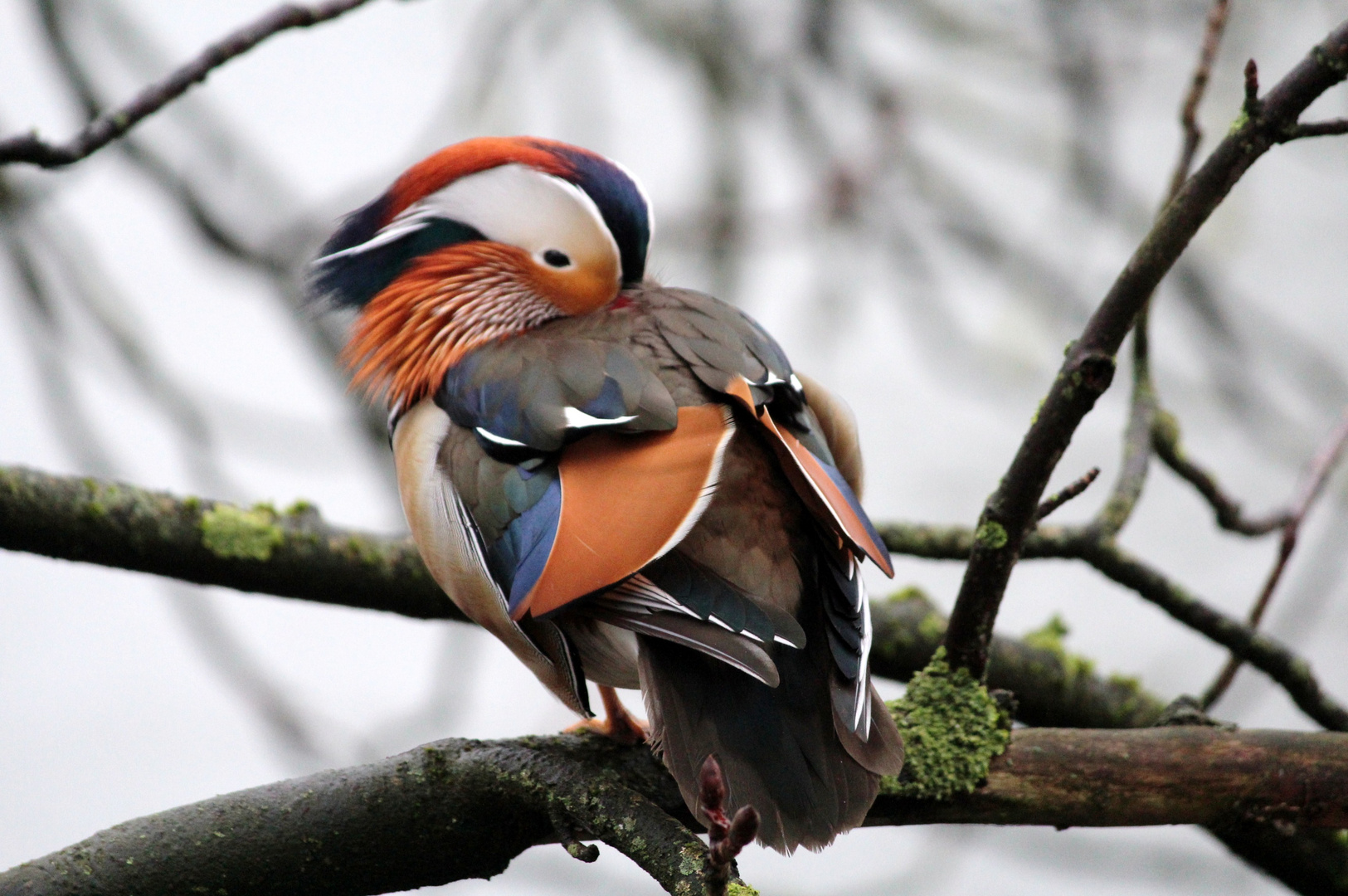 Mandarienenente im Rombergpark