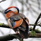 Mandarienenente im Rombergpark