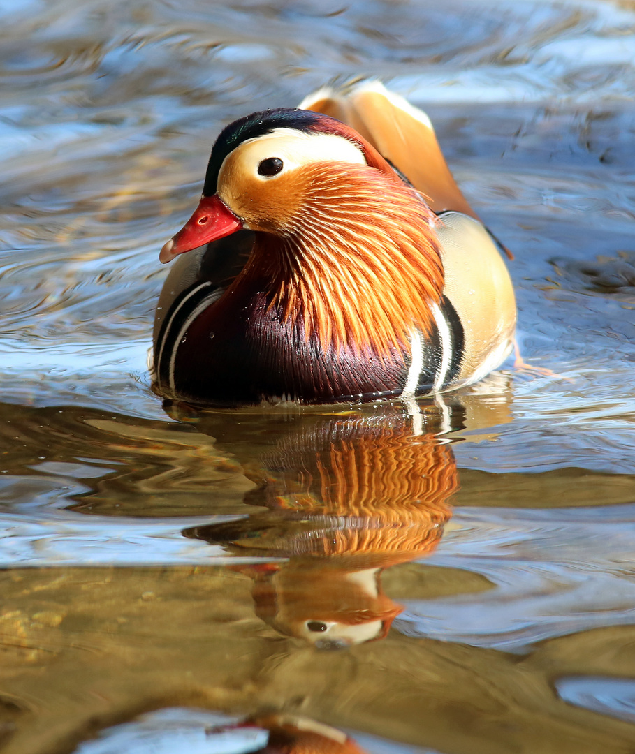 Mandarienenentenmännchen  Spiegelung