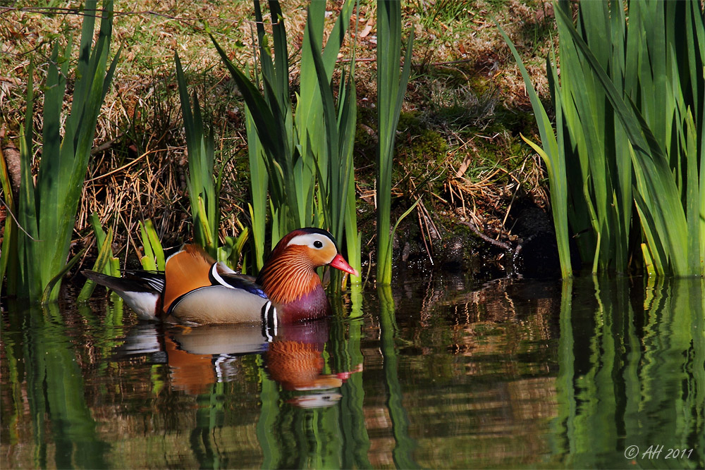 Mandarin