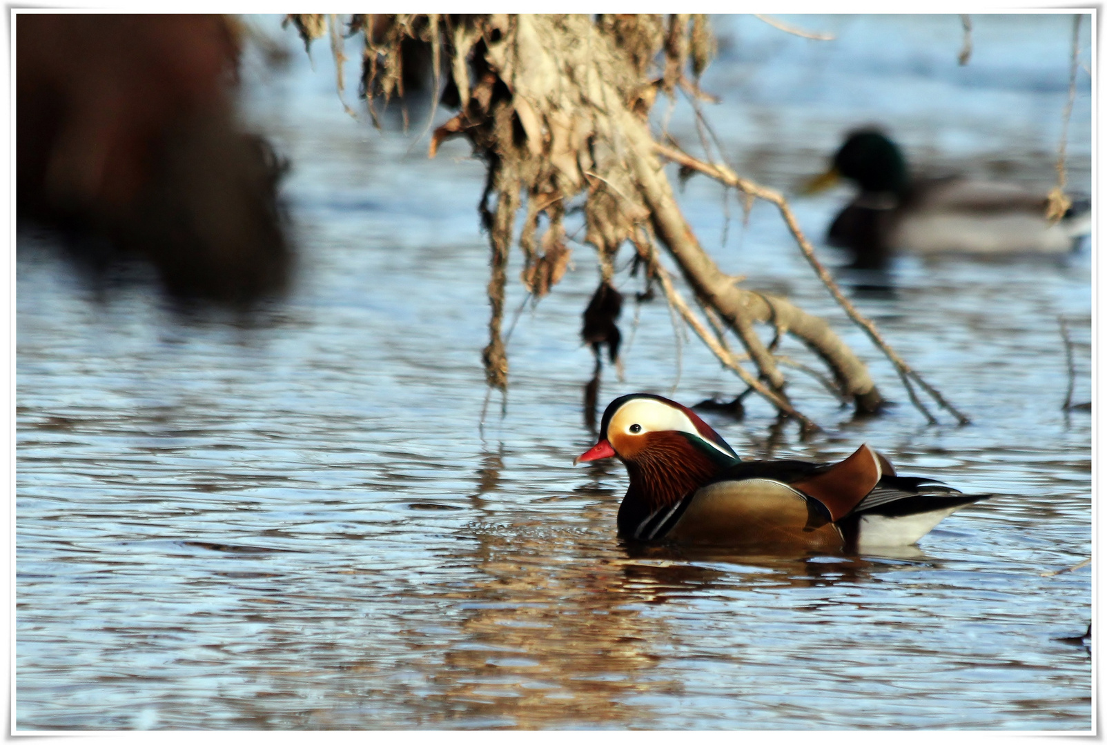 Mandarin