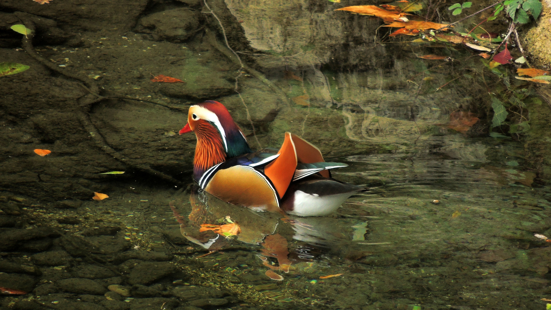 Mandarin