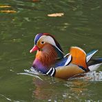 Mandarin