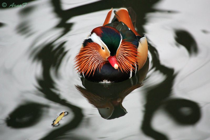 Mandarin