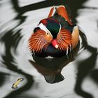 Mandarin