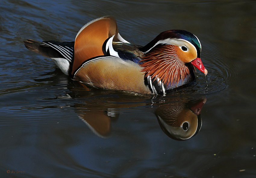 Mandarin