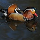 Mandarin