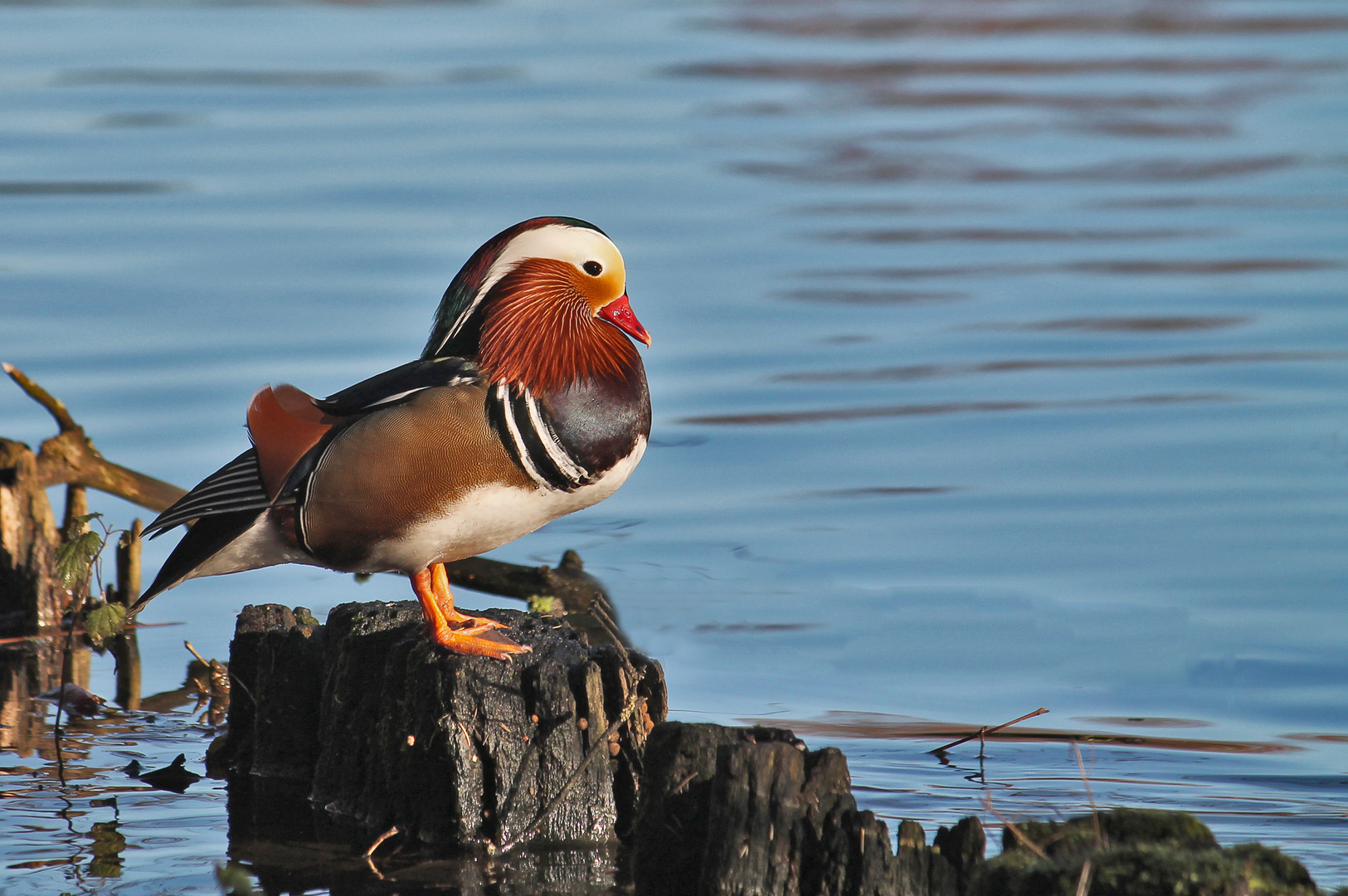 Mandarin