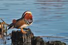 Mandarin de Diaz maldonado 