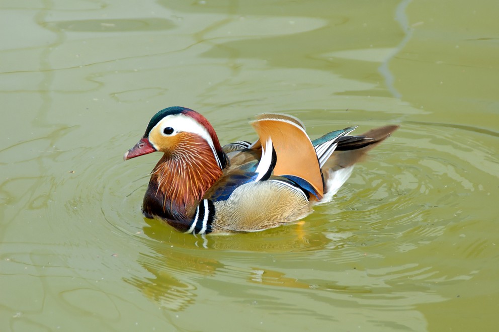 mandarin