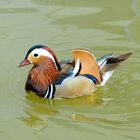 mandarin