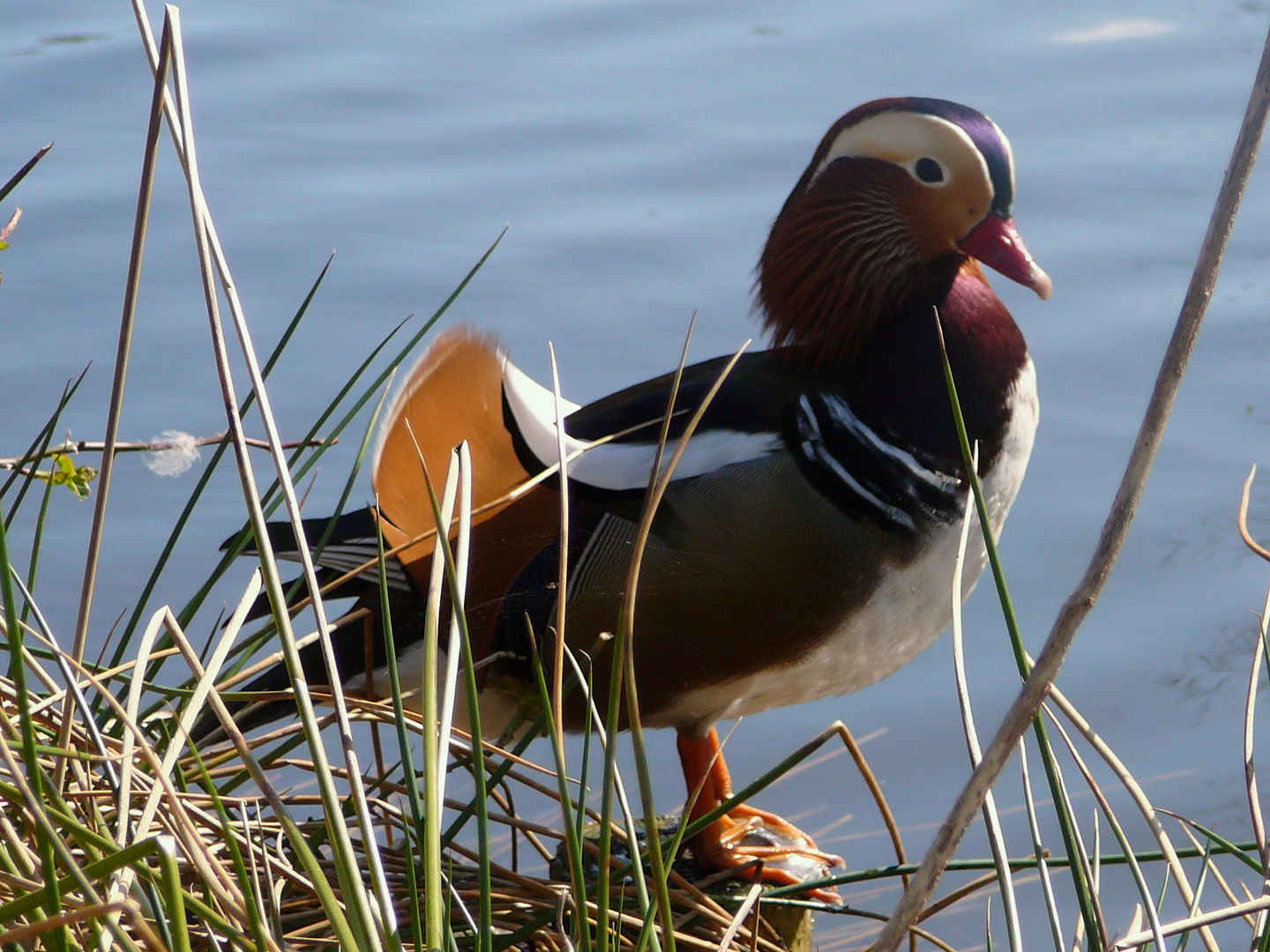 Mandarin an Gras