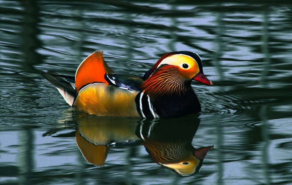 Mandarin au fil de l"eau