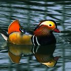 Mandarin au fil de l"eau