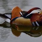 Mandarin