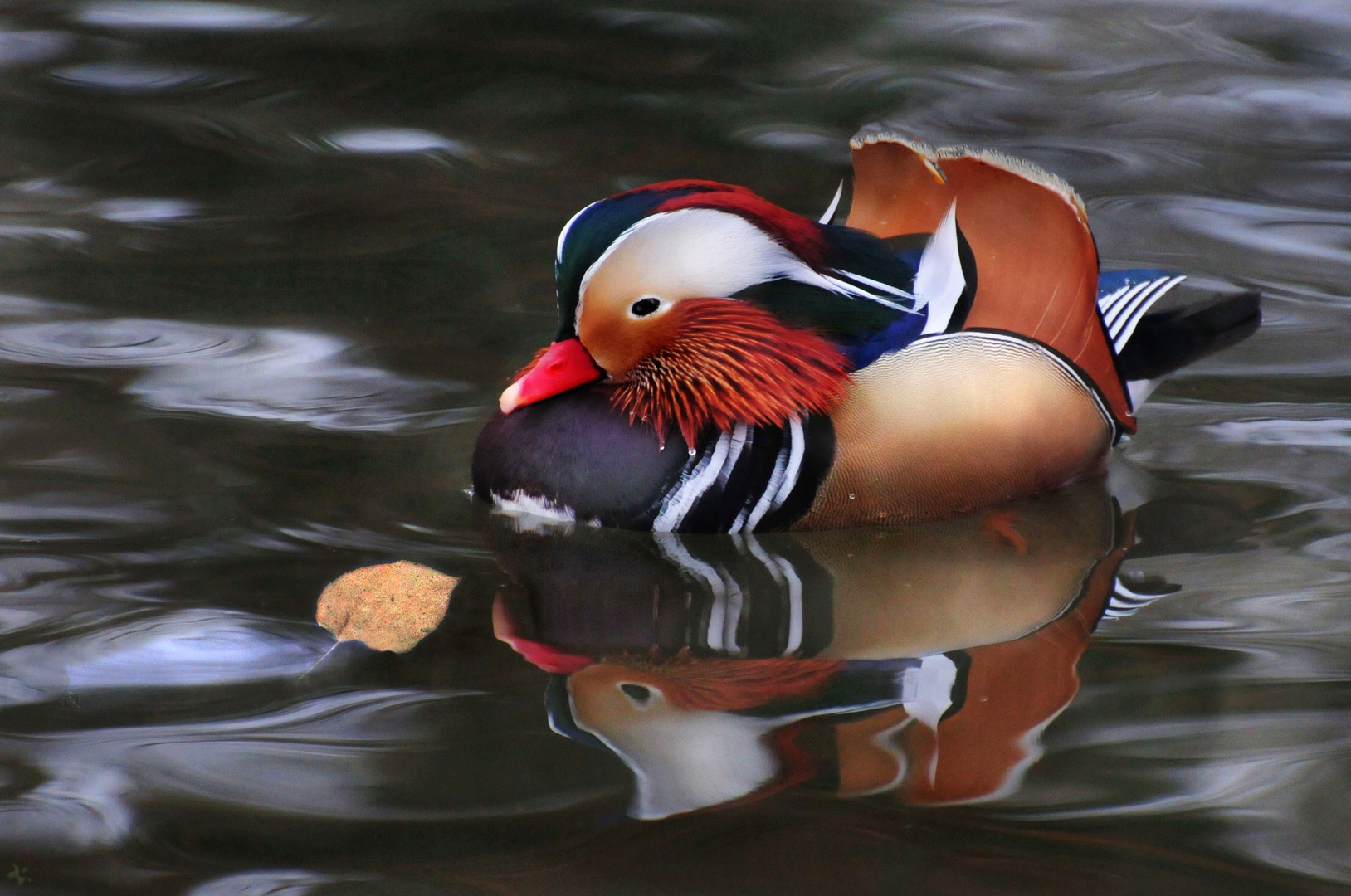 Mandarin