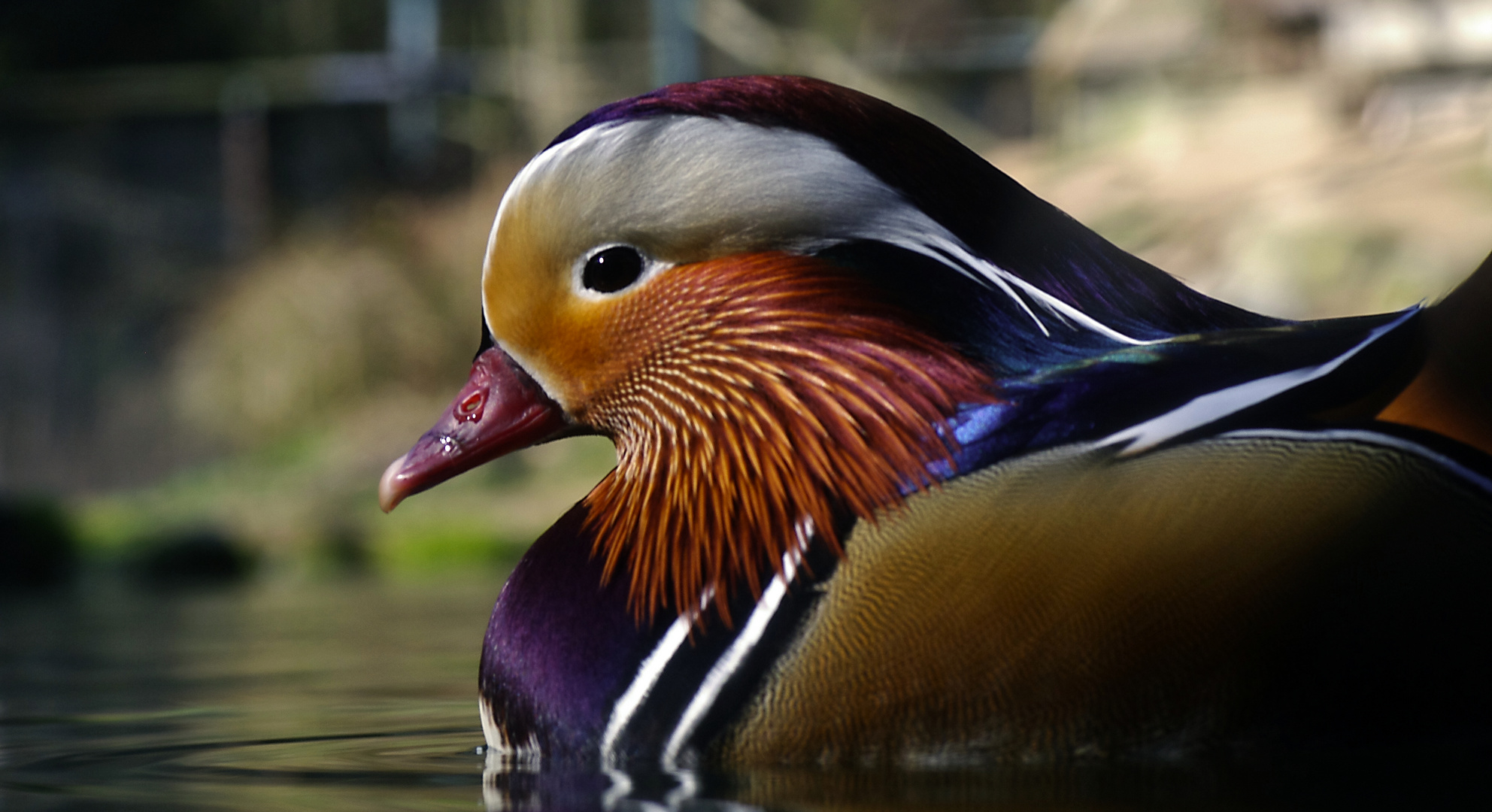 Mandarin