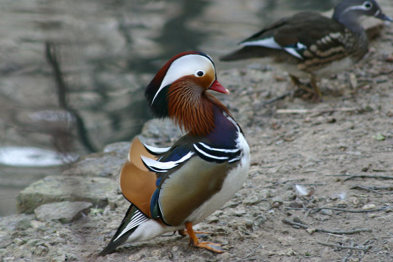 Mandarin