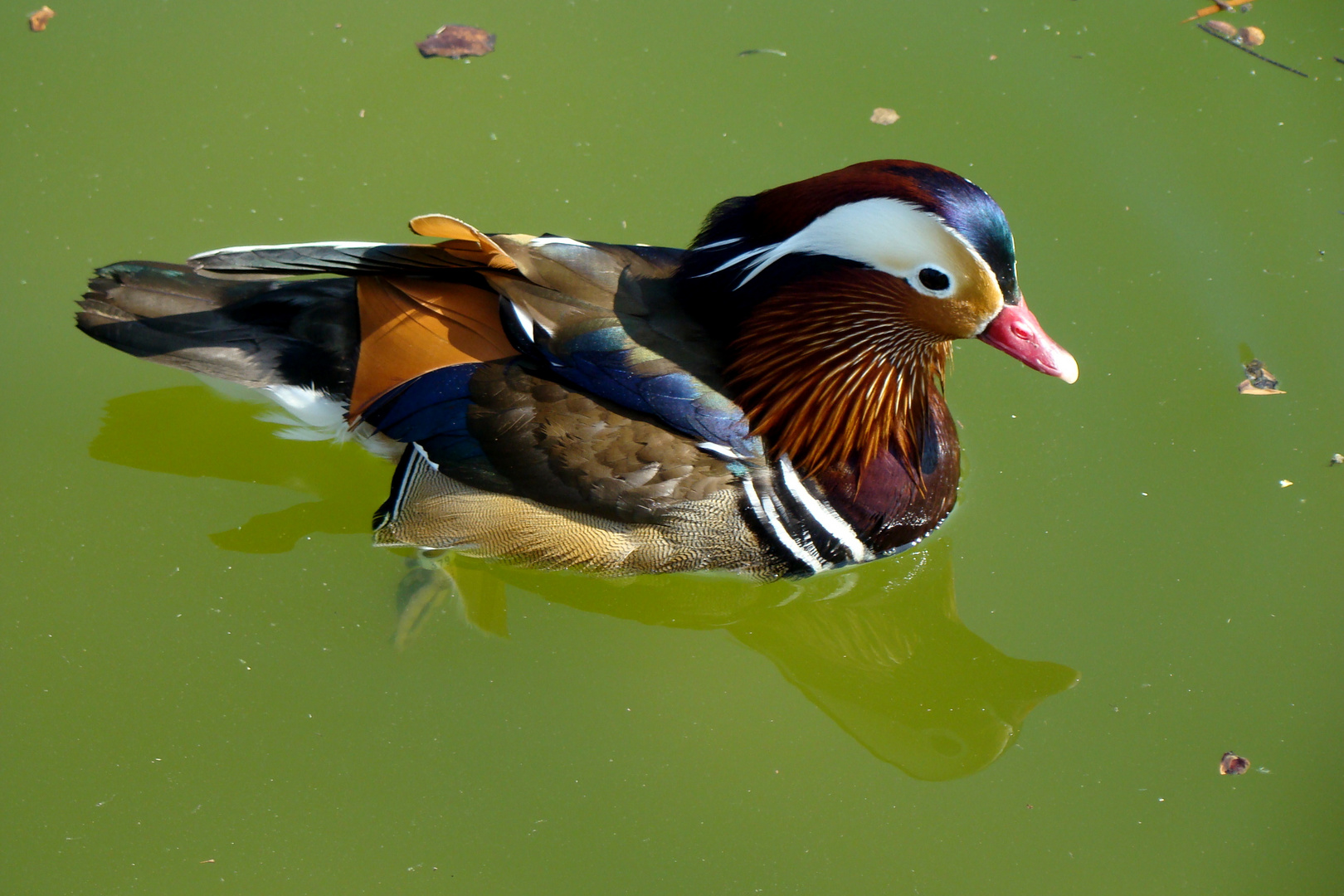 Mandarin Duck