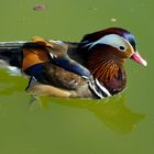 Mandarin Duck