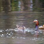 Mandarin Duck