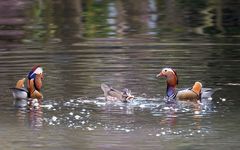 Mandarin Duck