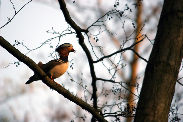 Mandarin Duck