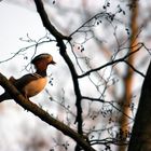 Mandarin Duck