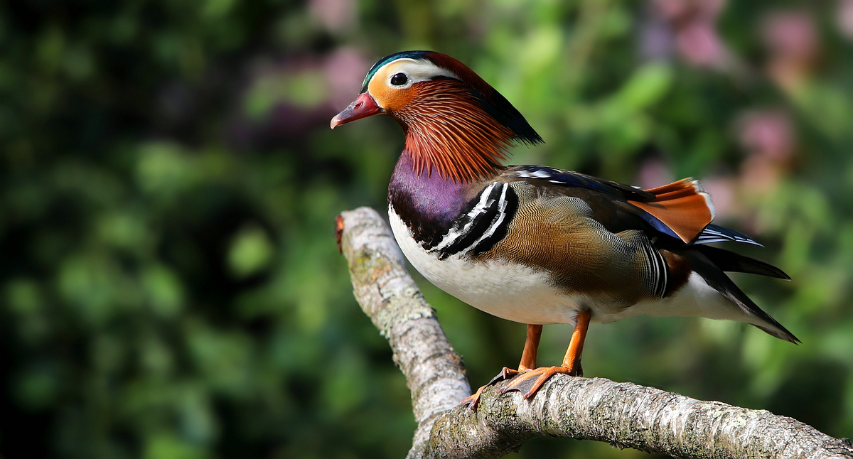 Mandarin Duck 