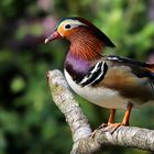 Mandarin Duck 