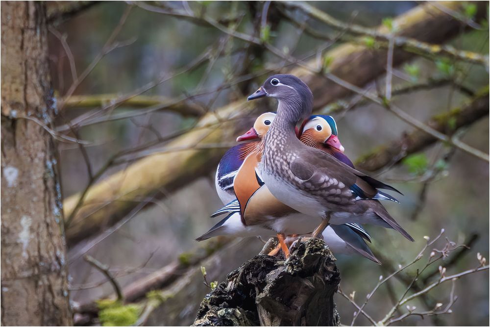 Mandarin Duck 2