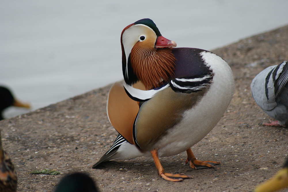 Mandarin DUCK.......