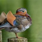 Mandarin Duck