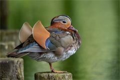 Mandarin Duck