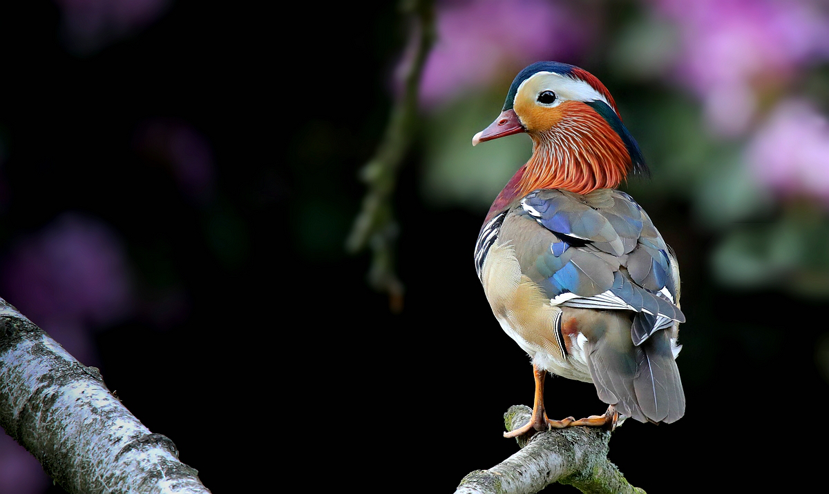 Mandarin Duck 