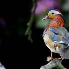 Mandarin Duck 