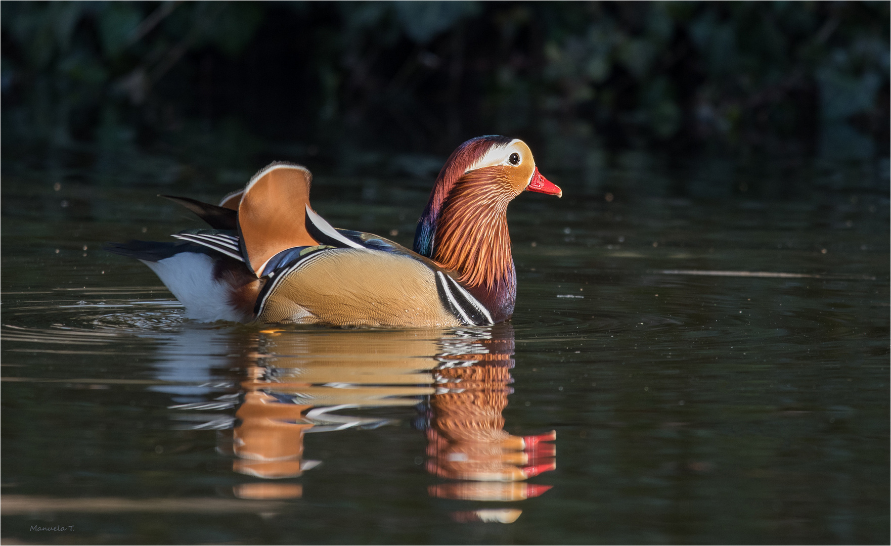 Mandarin duck