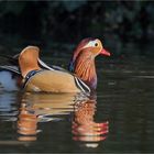 Mandarin duck