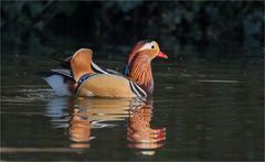 Mandarin duck