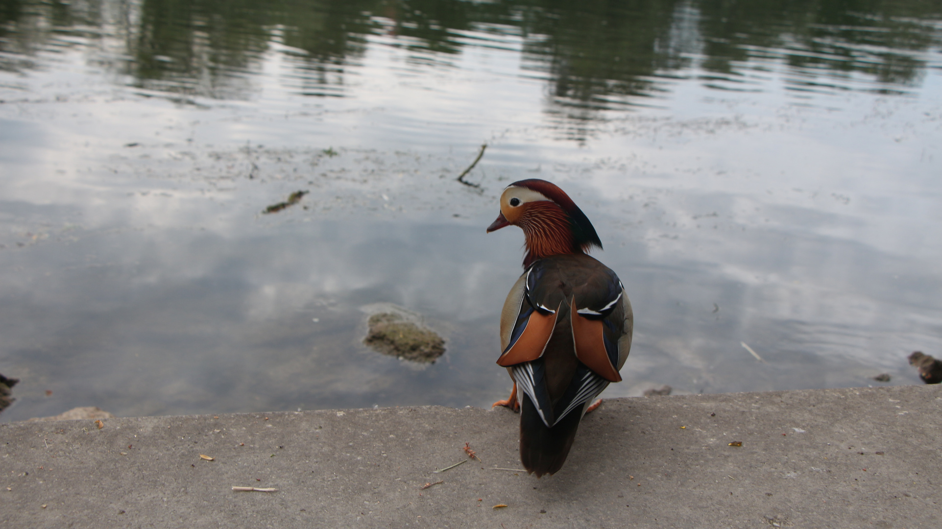 Mandarin Duck