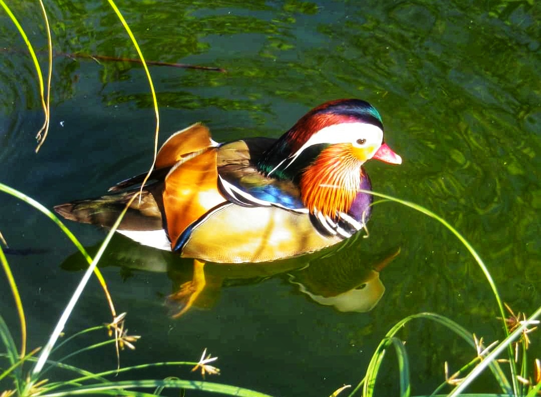 MANDARIN DUCK 