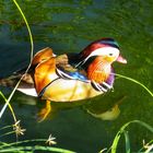 MANDARIN DUCK 